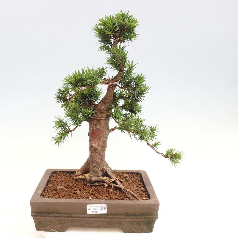 Outdoor bonsai - Taxus cuspidata - Japanese yew