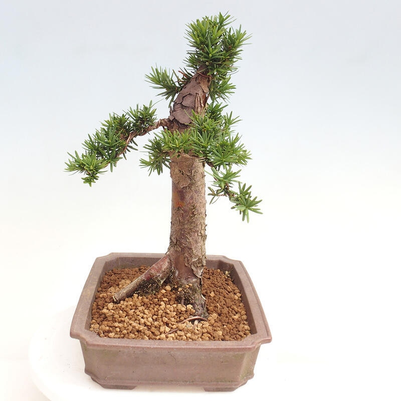 Outdoor bonsai - Taxus cuspidata - Japanese yew