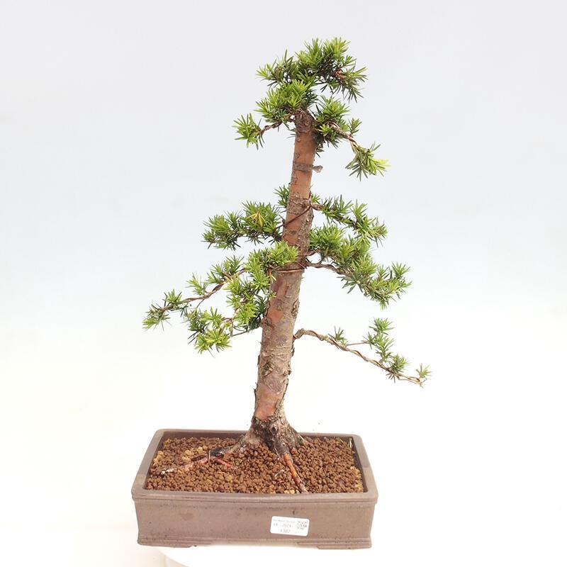 Outdoor bonsai - Taxus cuspidata - Japanese yew