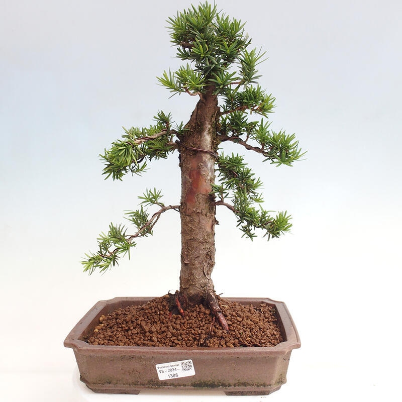 Outdoor bonsai - Taxus cuspidata - Japanese yew