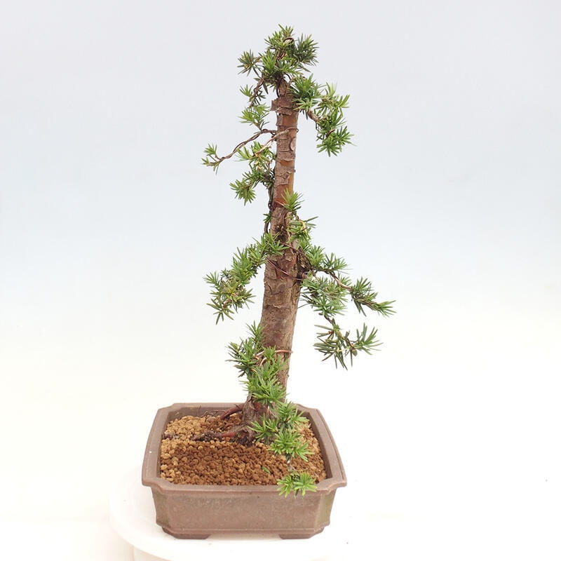 Outdoor bonsai - Taxus cuspidata - Japanese yew