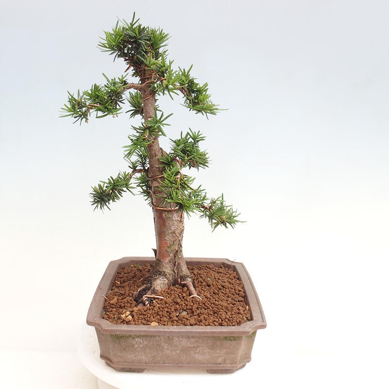 Outdoor bonsai - Taxus cuspidata - Japanese yew