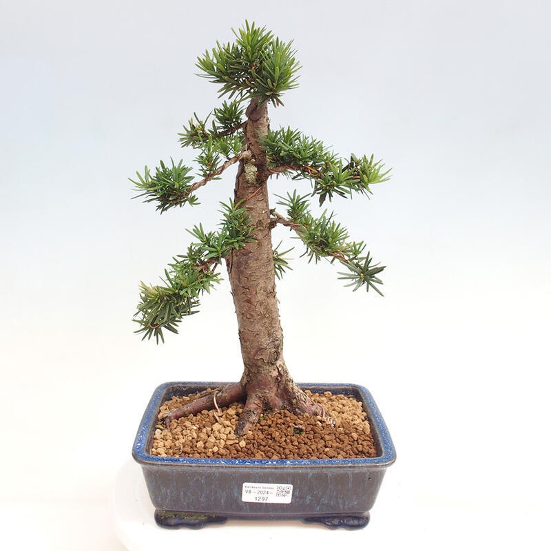 Outdoor bonsai - Taxus cuspidata - Japanese yew