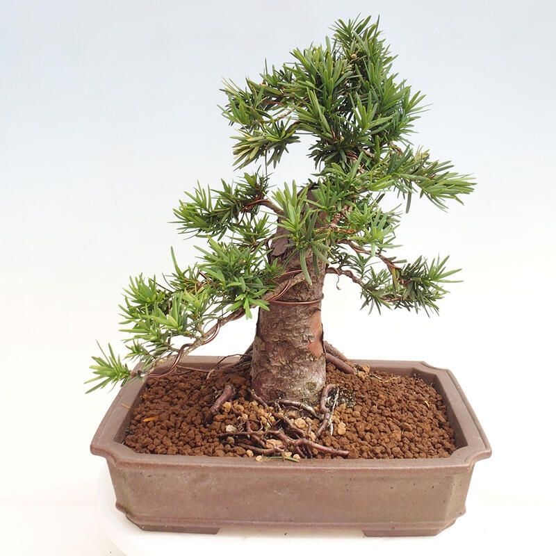 Outdoor bonsai - Taxus cuspidata - Japanese yew