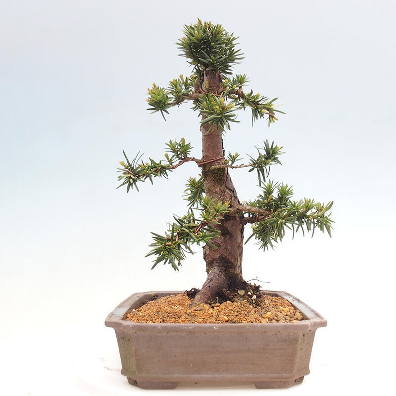 Outdoor bonsai - Taxus cuspidata - Japanese yew