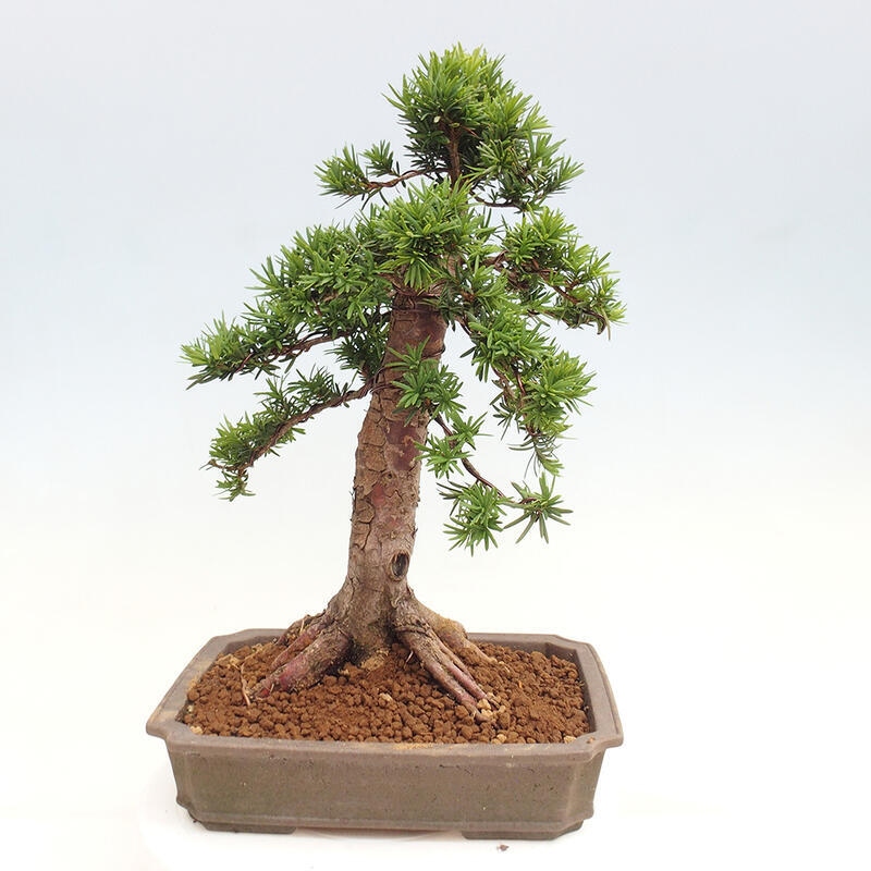 Outdoor bonsai - Taxus cuspidata - Japanese yew