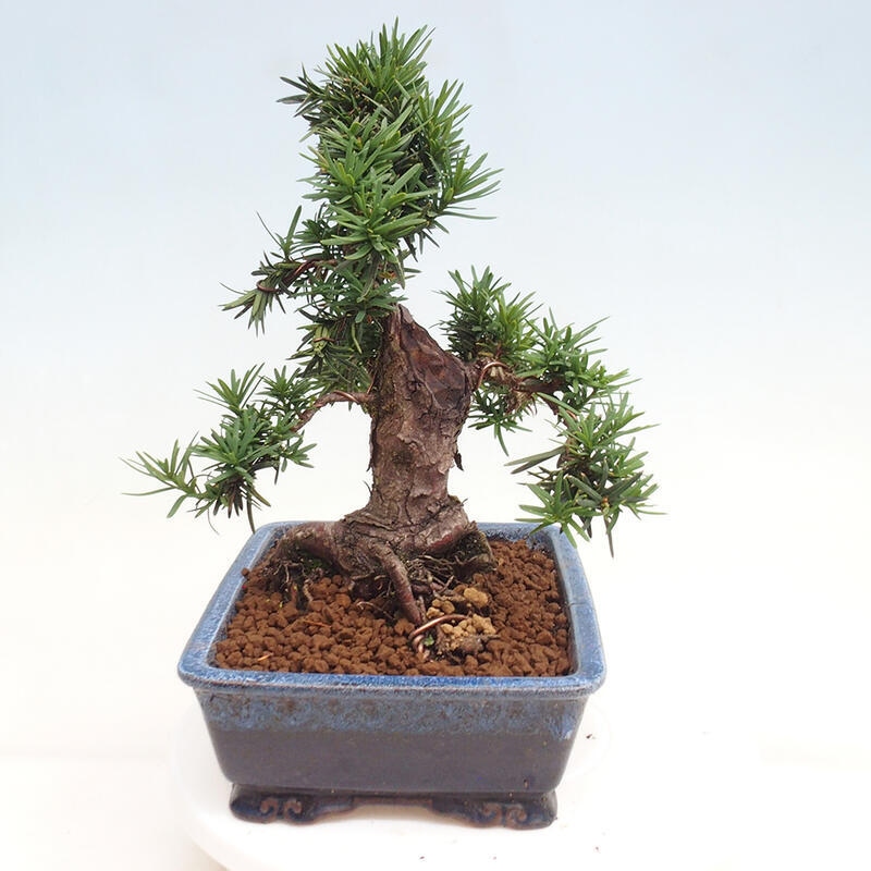 Outdoor bonsai - Taxus cuspidata - Japanese yew