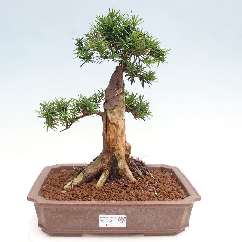 Outdoor bonsai - Taxus cuspidata - Japanese yew