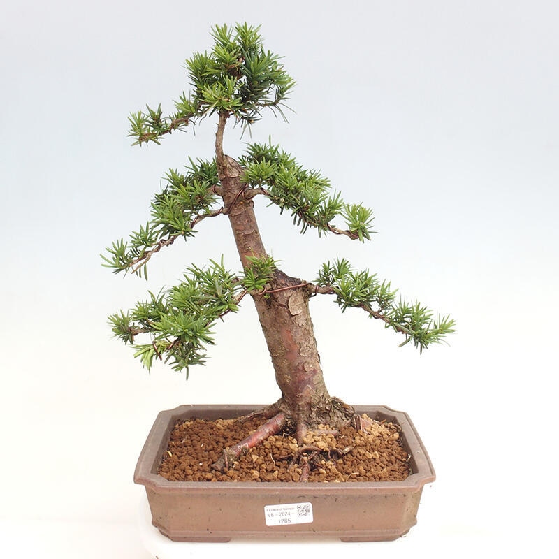 Outdoor bonsai - Taxus cuspidata - Japanese yew