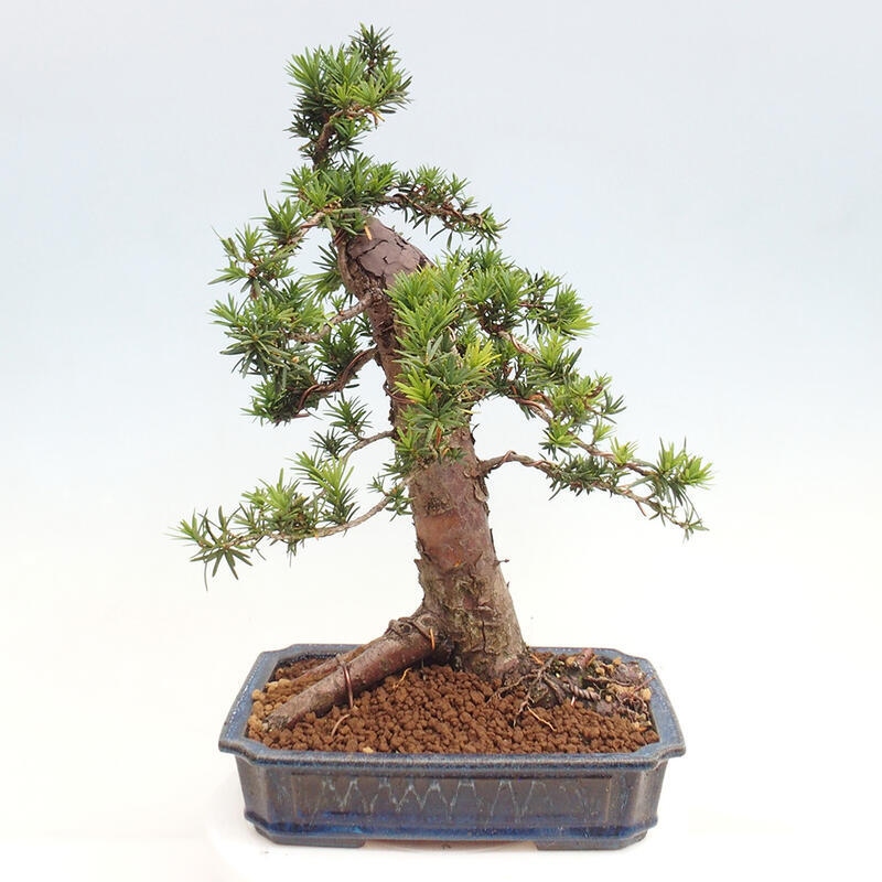 Outdoor bonsai - Taxus cuspidata - Japanese yew