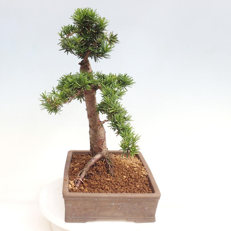 Outdoor bonsai - Taxus cuspidata - Japanese yew