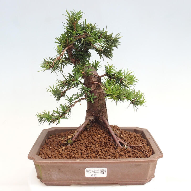 Outdoor bonsai - Taxus cuspidata - Japanese yew