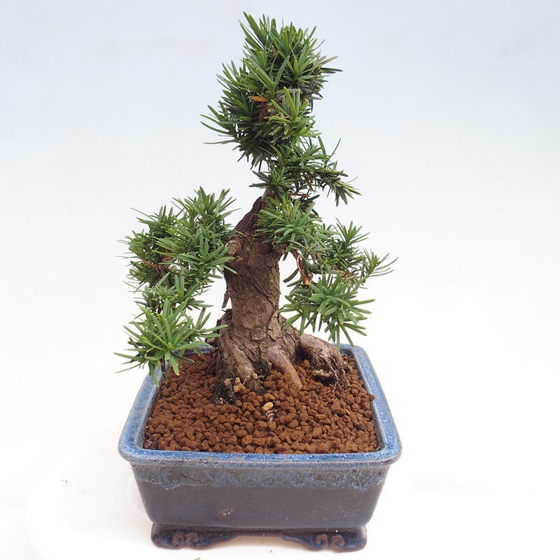 Outdoor bonsai - Taxus cuspidata - Japanese yew