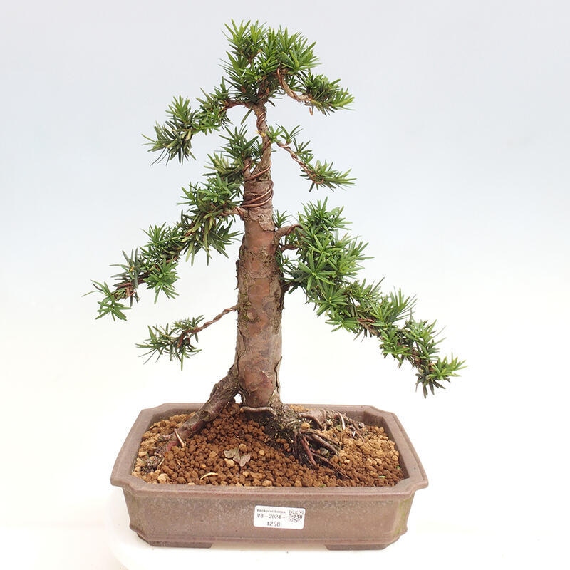 Outdoor bonsai - Taxus cuspidata - Japanese yew