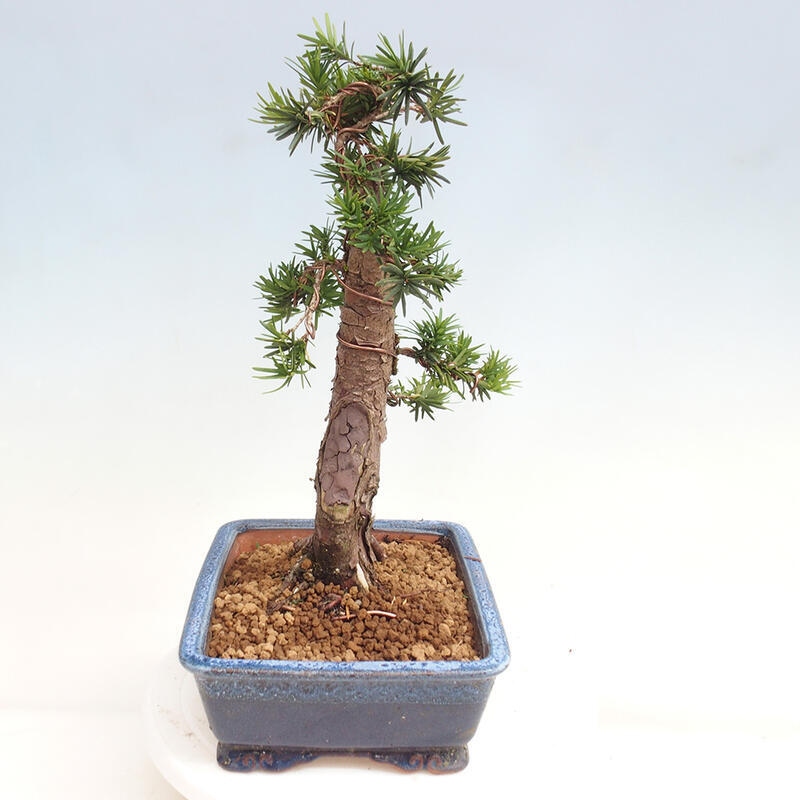 Outdoor bonsai - Taxus cuspidata - Japanese yew