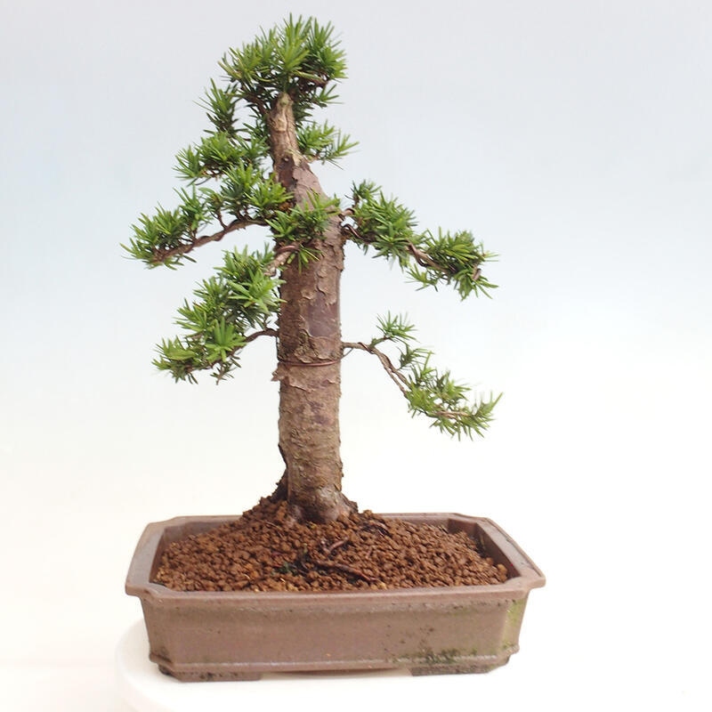 Outdoor bonsai - Taxus cuspidata - Japanese yew