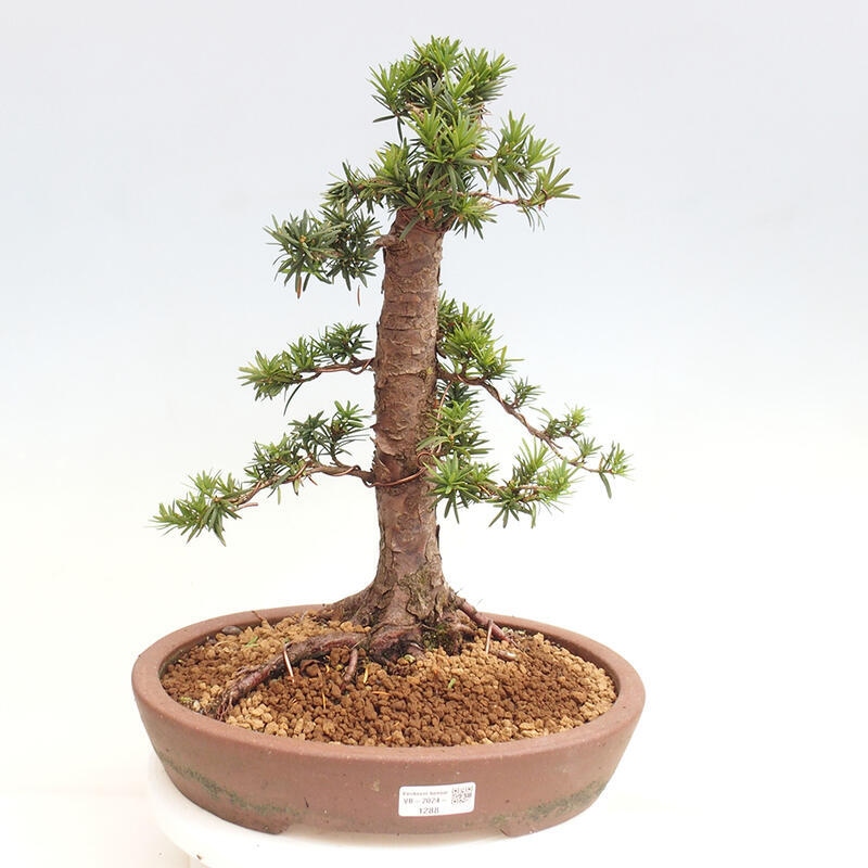 Outdoor bonsai - Taxus cuspidata - Japanese yew