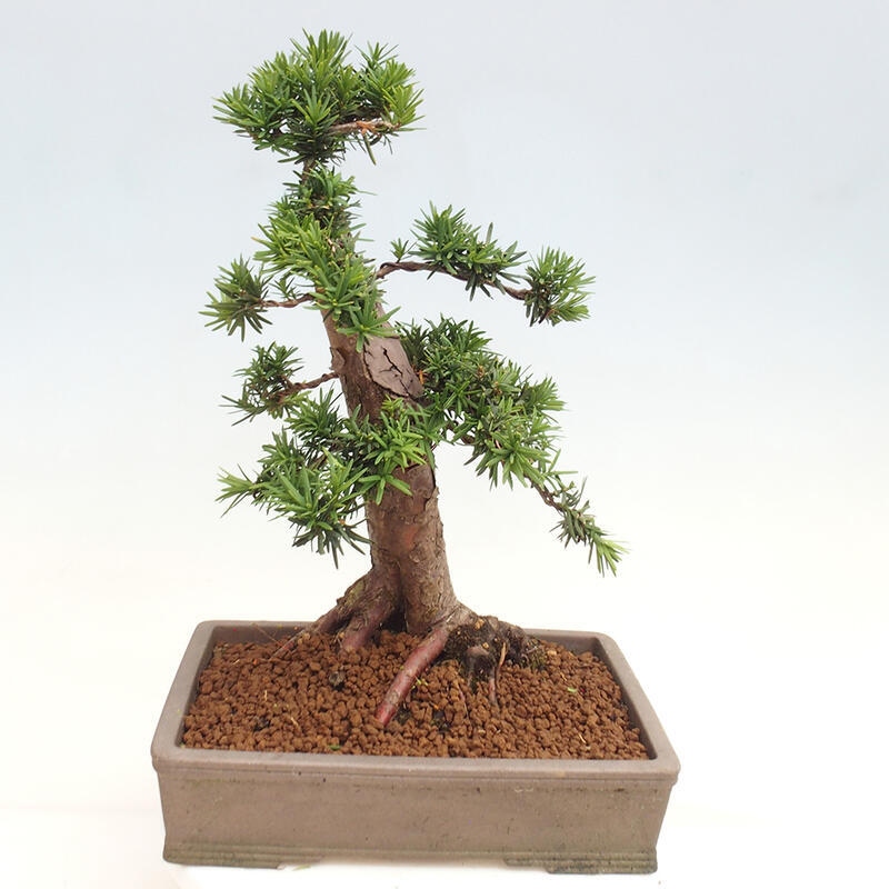 Outdoor bonsai - Taxus cuspidata - Japanese yew