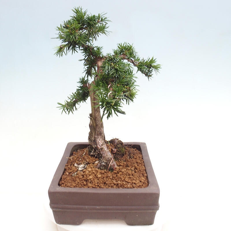 Outdoor bonsai - Taxus cuspidata - Japanese yew