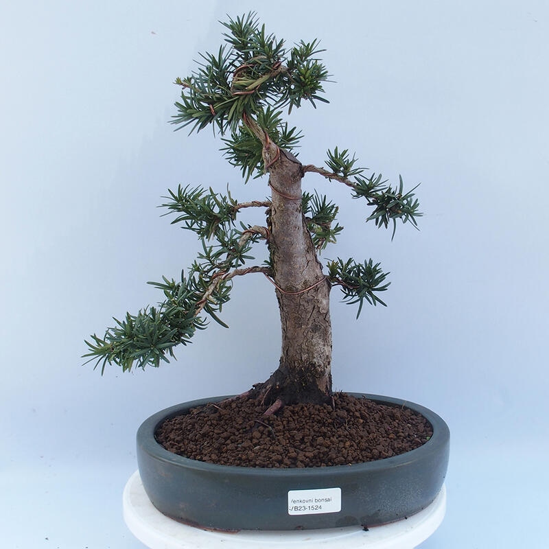 Outdoor bonsai - Taxus cuspidata - Japanese yew