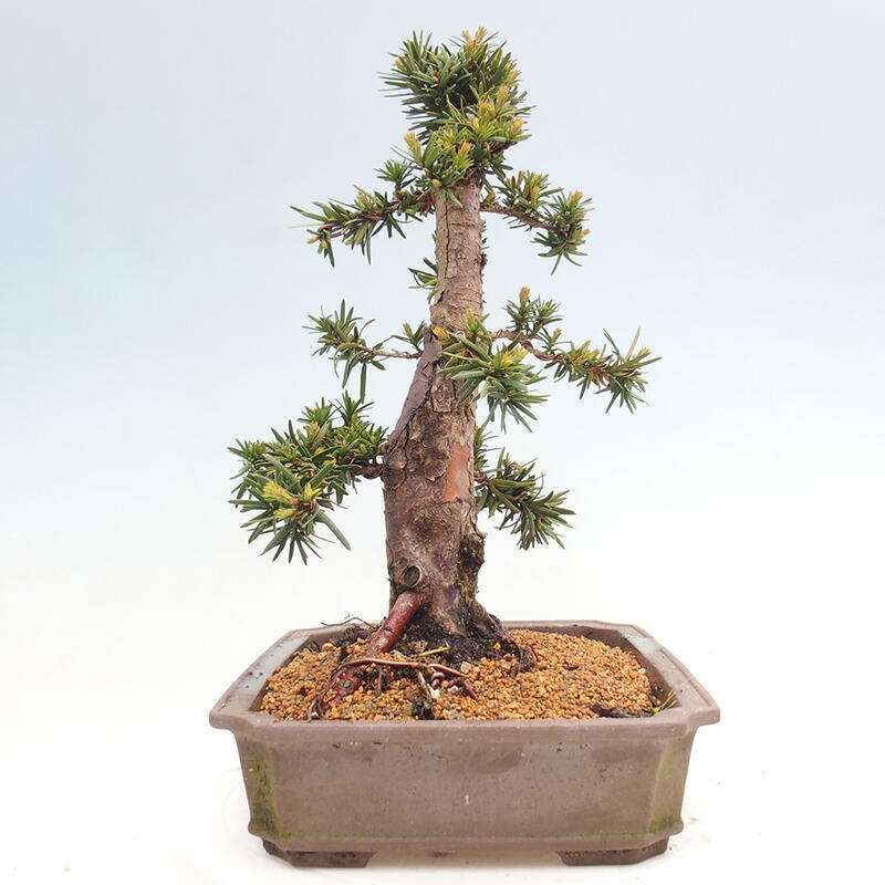 Outdoor bonsai - Taxus cuspidata - Japanese yew