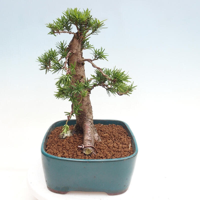 Outdoor bonsai - Taxus cuspidata - Japanese yew