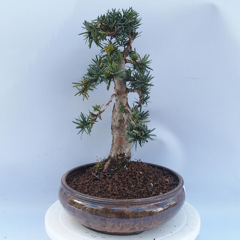 Outdoor bonsai - Taxus cuspidata - Japanese yew