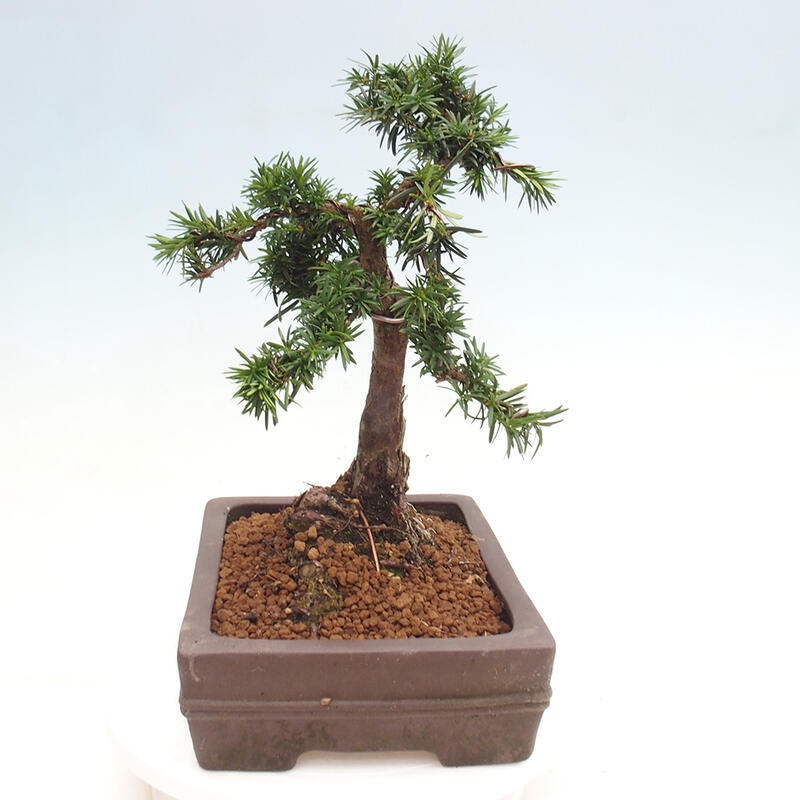 Outdoor bonsai - Taxus cuspidata - Japanese yew