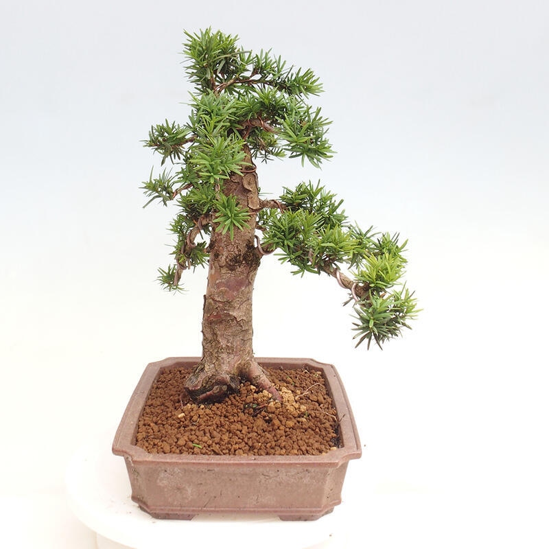 Outdoor bonsai - Taxus cuspidata - Japanese yew