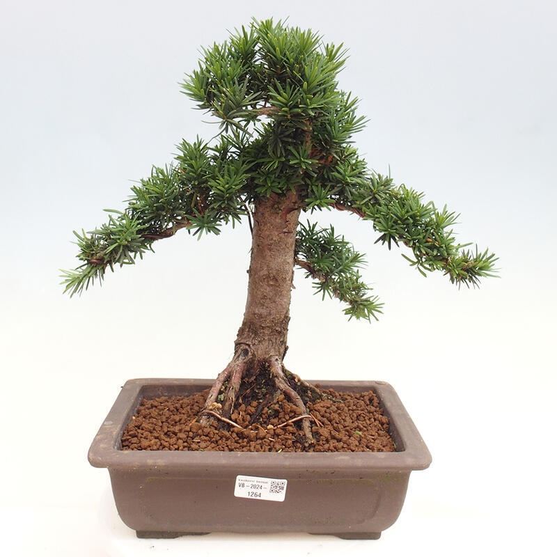 Outdoor bonsai - Taxus cuspidata - Japanese yew