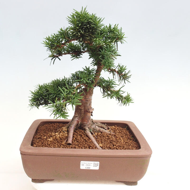 Outdoor bonsai - Taxus cuspidata - Japanese yew