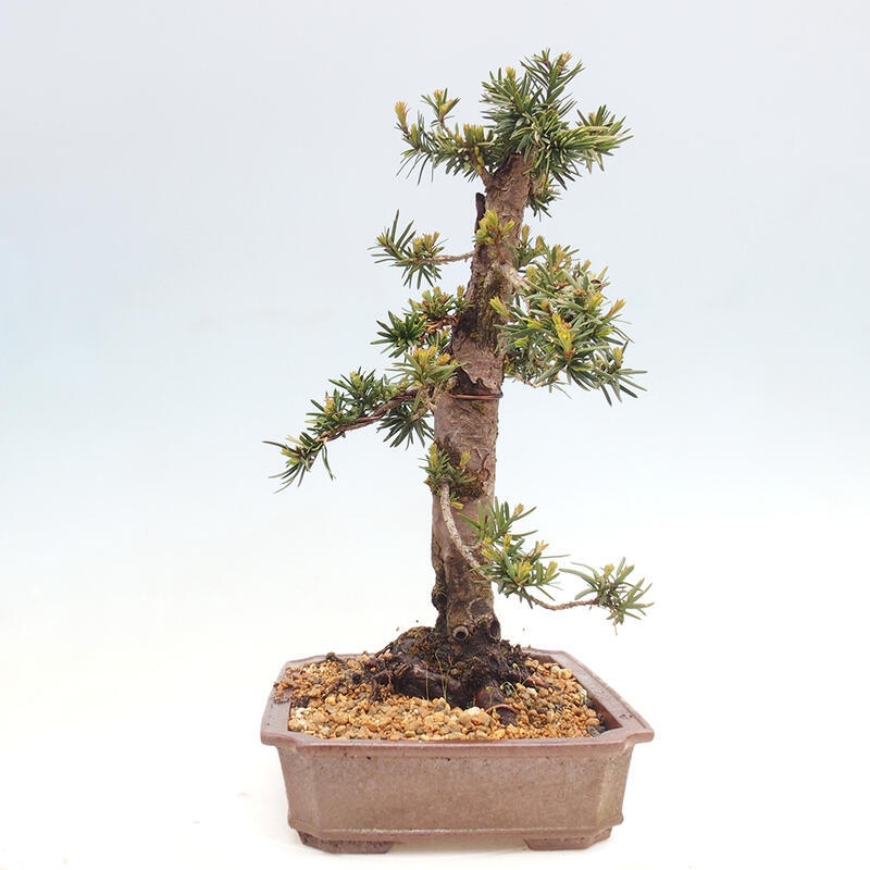 Outdoor bonsai - Taxus cuspidata - Japanese yew