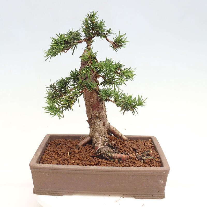 Outdoor bonsai - Taxus cuspidata - Japanese yew