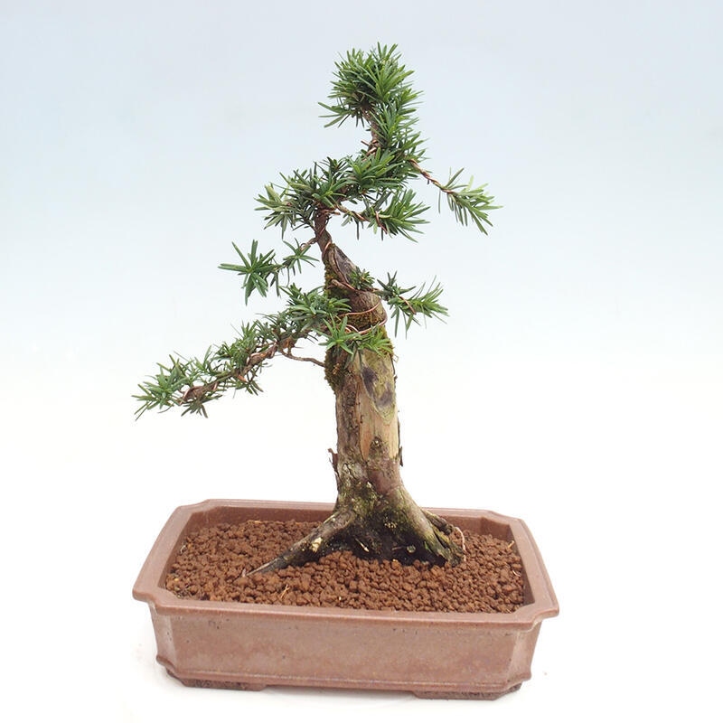 Outdoor bonsai - Taxus cuspidata - Japanese yew