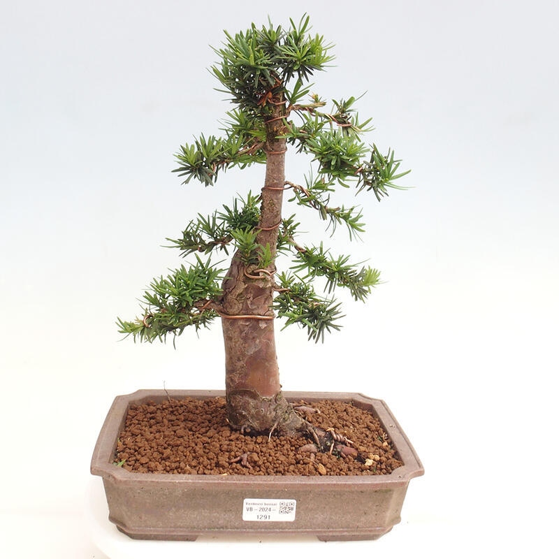 Outdoor bonsai - Taxus cuspidata - Japanese yew