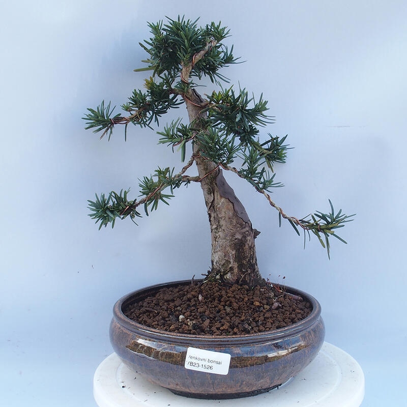 Outdoor bonsai - Taxus cuspidata - Japanese yew