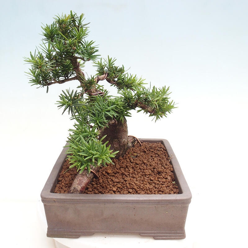 Outdoor bonsai - Taxus cuspidata - Japanese yew