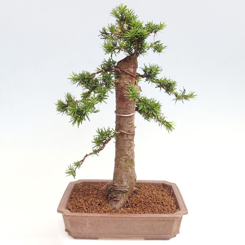 Outdoor bonsai - Taxus cuspidata - Japanese yew