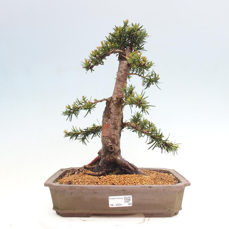 Outdoor bonsai - Taxus cuspidata - Japanese yew