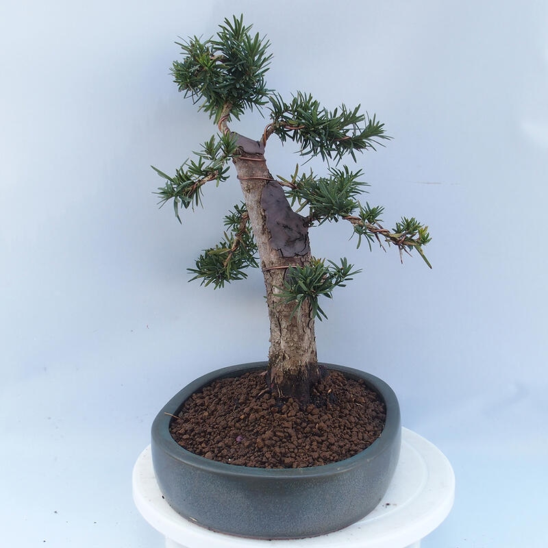 Outdoor bonsai - Taxus cuspidata - Japanese yew