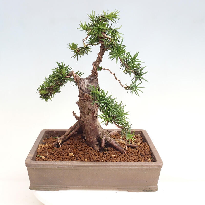 Outdoor bonsai - Taxus cuspidata - Japanese yew