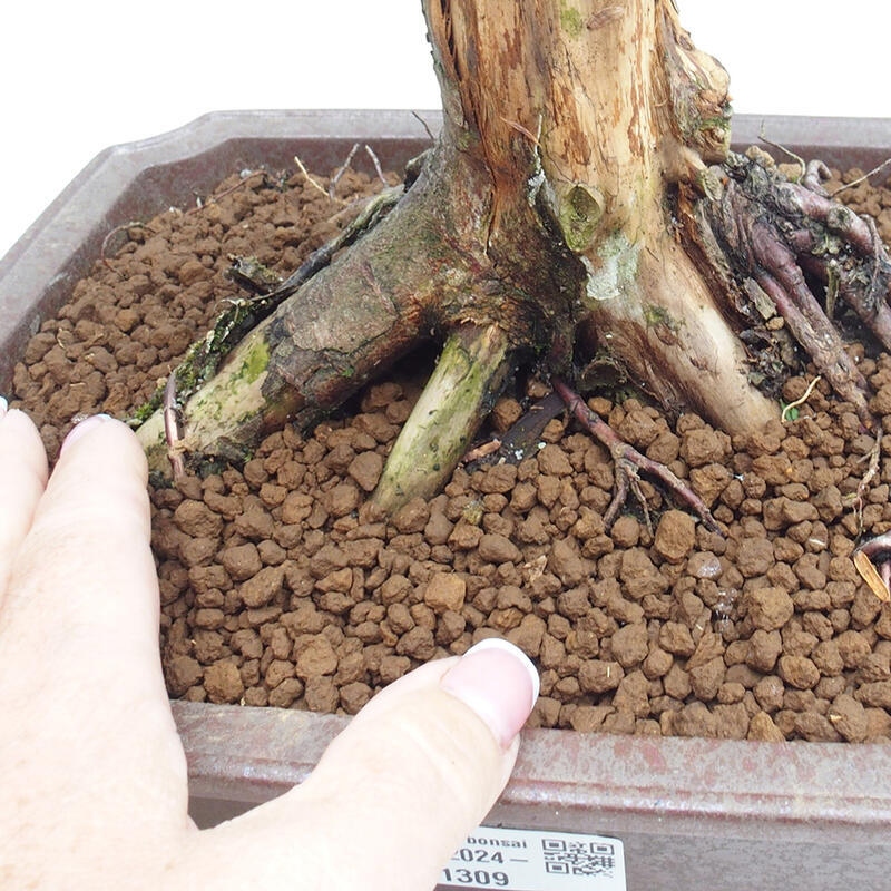 Outdoor bonsai - Taxus cuspidata - Japanese yew