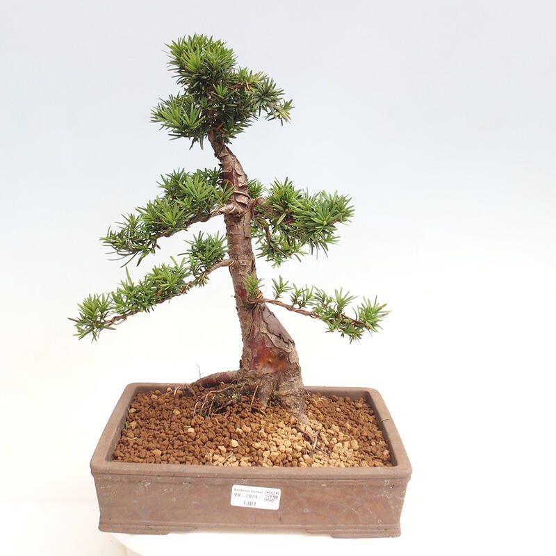 Outdoor bonsai - Taxus cuspidata - Japanese yew