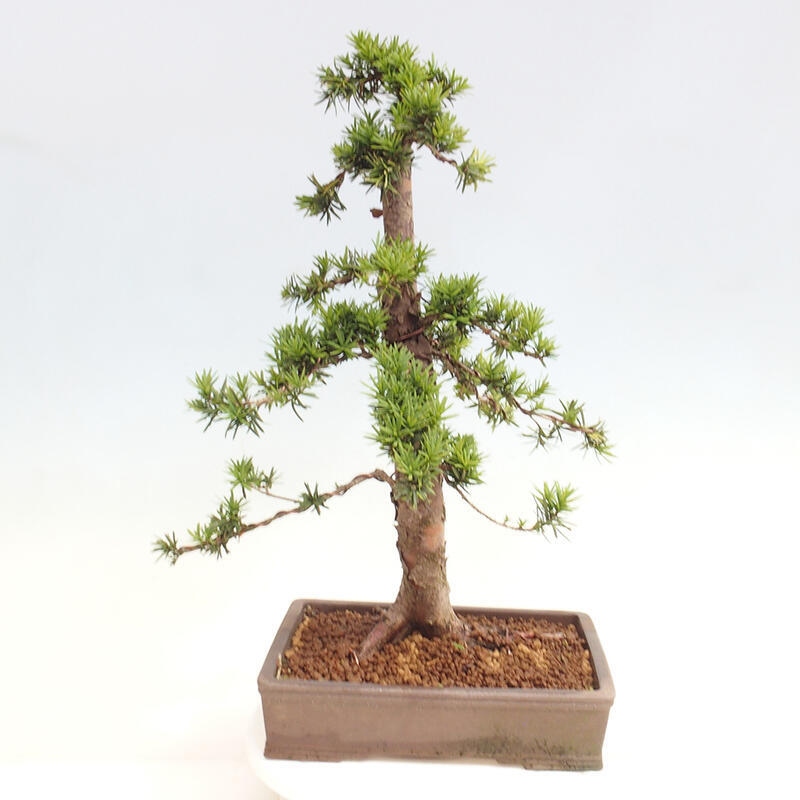 Outdoor bonsai - Taxus cuspidata - Japanese yew