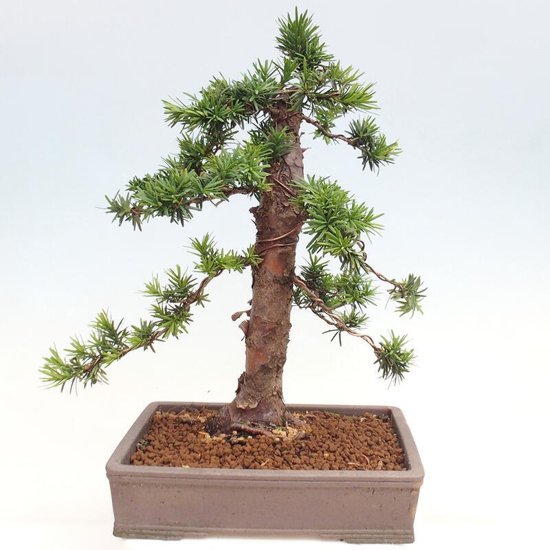 Outdoor bonsai - Taxus cuspidata - Japanese yew