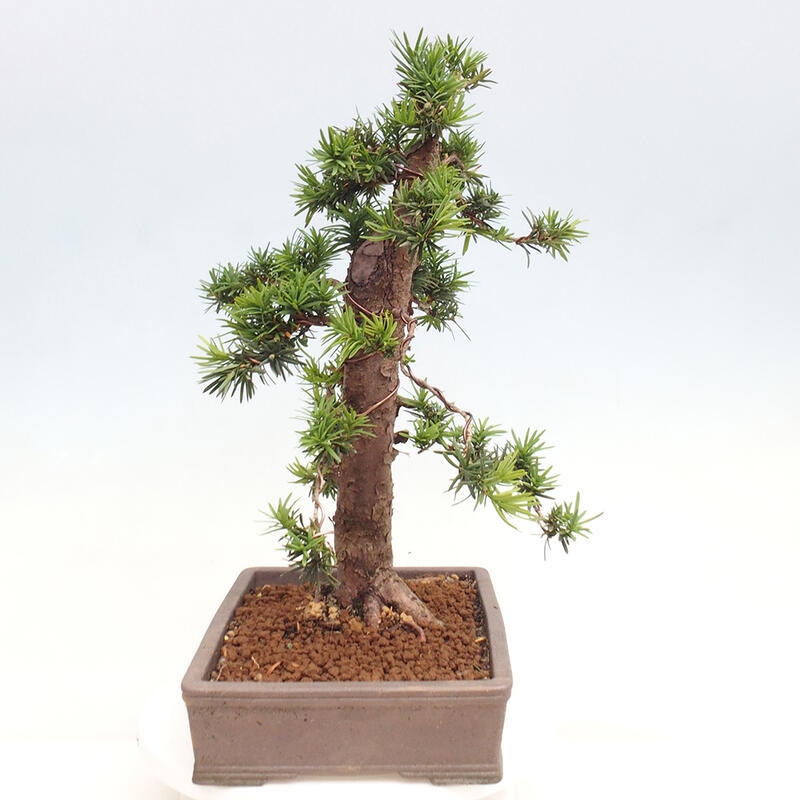 Outdoor bonsai - Taxus cuspidata - Japanese yew