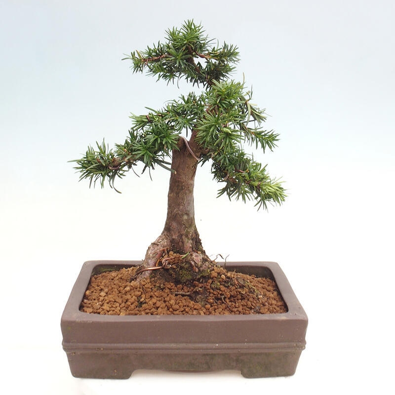 Outdoor bonsai - Taxus cuspidata - Japanese yew