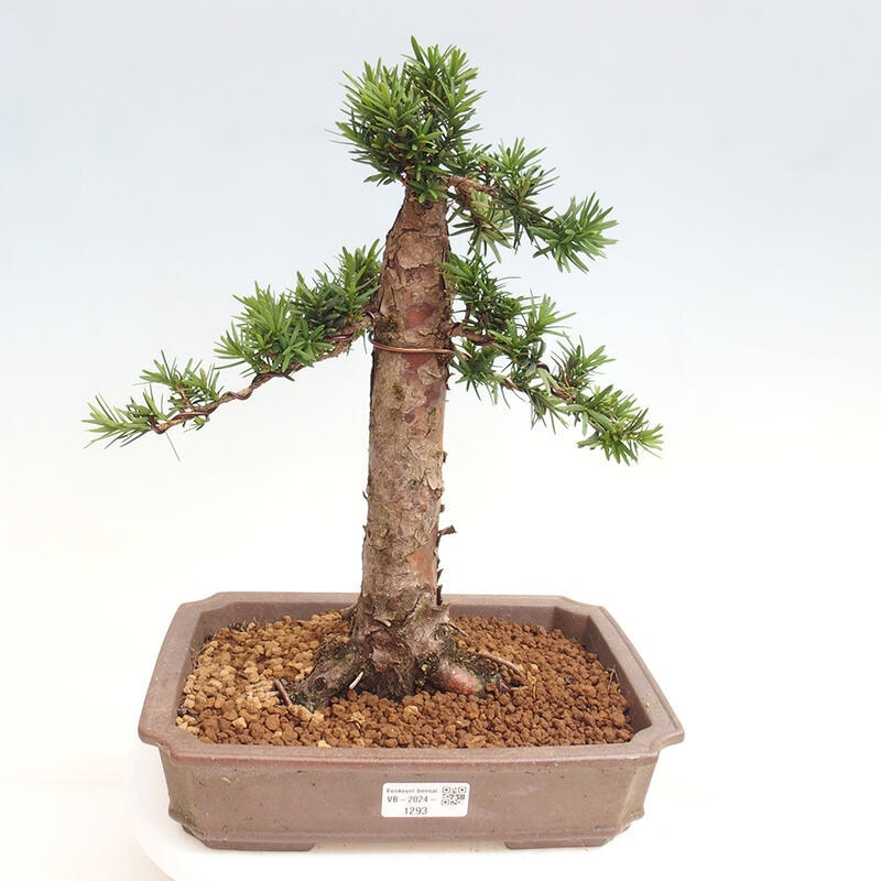 Outdoor bonsai - Taxus cuspidata - Japanese yew