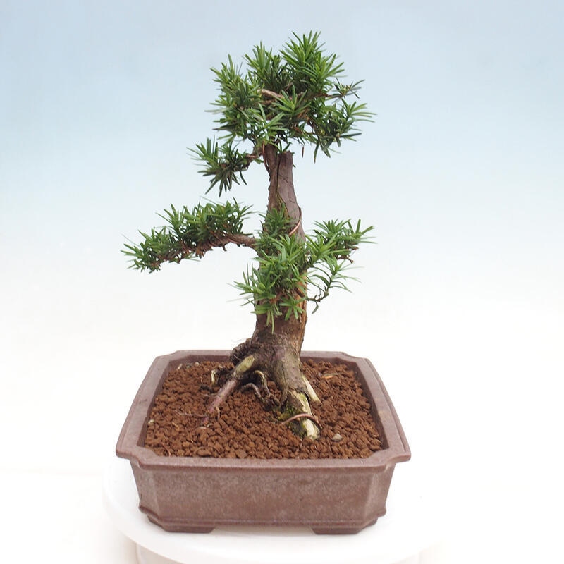 Outdoor bonsai - Taxus cuspidata - Japanese yew