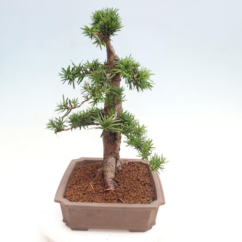 Outdoor bonsai - Taxus cuspidata - Japanese yew